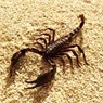 Scorpion J