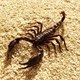 Scorpion J