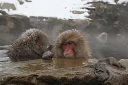tam tam monkey