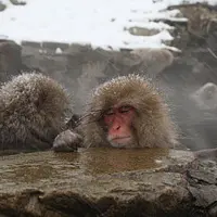 tam tam monkey