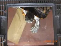 太古城街坊