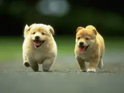 姑姐仔