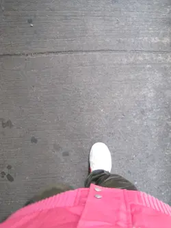 為食豬迪貓
