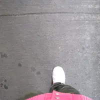 為食豬迪貓