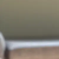 呆呆糖.v.