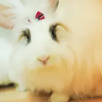 喵飯