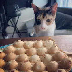 蘇怡Zoe