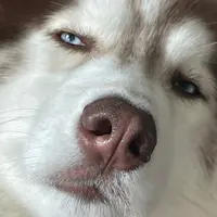 rukawakaede