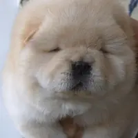 Koeykaren