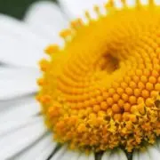 Mesanlau