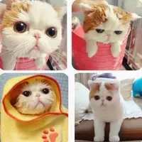 kikicycheon