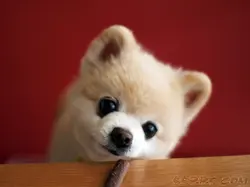 figolee10