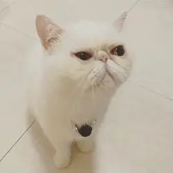 H.K lazy kitten