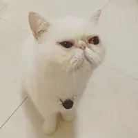 H.K lazy kitten