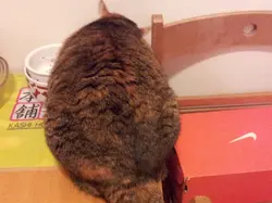 波波子