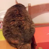 波波子