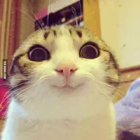 lemonpig24