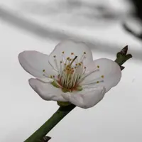 1枝梅