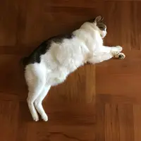 Fatguy31