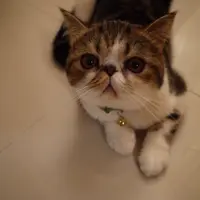 食家姐