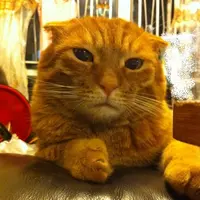 越黎越識食