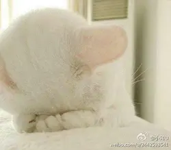 小S1U