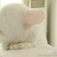 小S1U