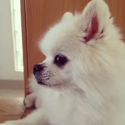 Simba