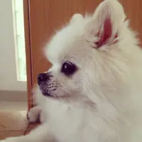 Simba