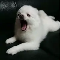 食人魔