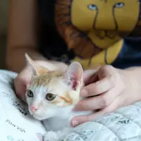 wubut