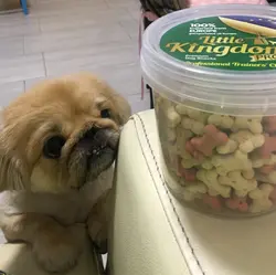 小羊老師