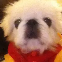 小白北