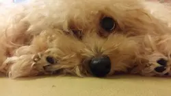 為食矇