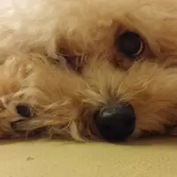 為食矇
