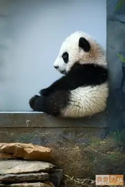 Panda601