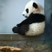 Panda601