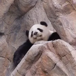 Panda_Bear