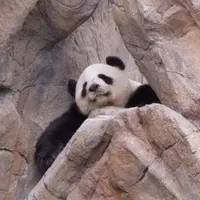 Panda_Bear