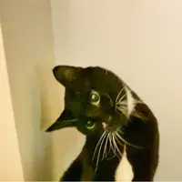 Quiet eater