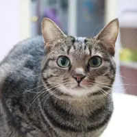 kittyli39