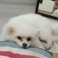 mkai