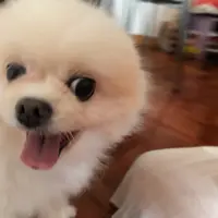 _wingyiu