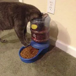 多多貓