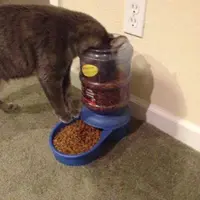 多多貓