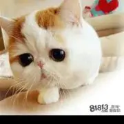 siufai3135