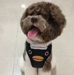 bellacheng