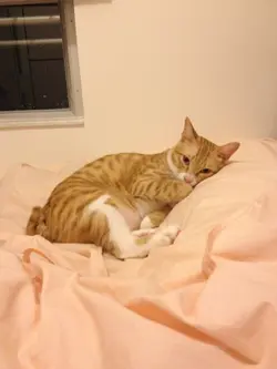 肥柑子