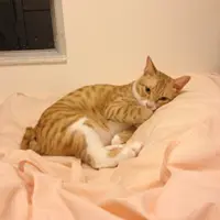 肥柑子