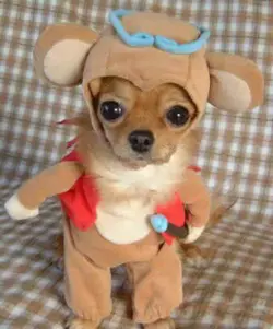 Ninja D